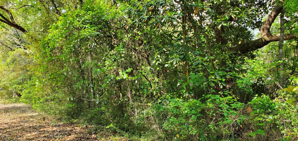 13 of 14 - Lot 11 Live Oak Street, Niceville, FL