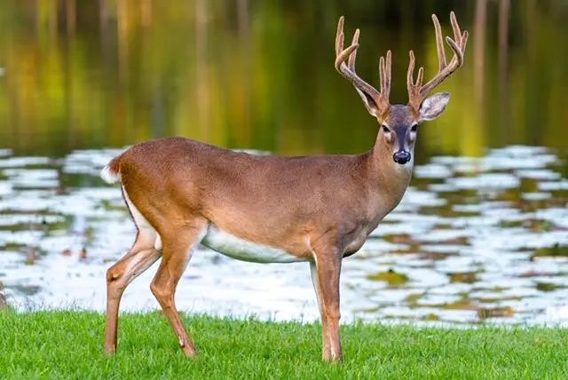 6 of 10 - Lot 9 Blk3 Horseshoe Circle, Miramar Beach, FL