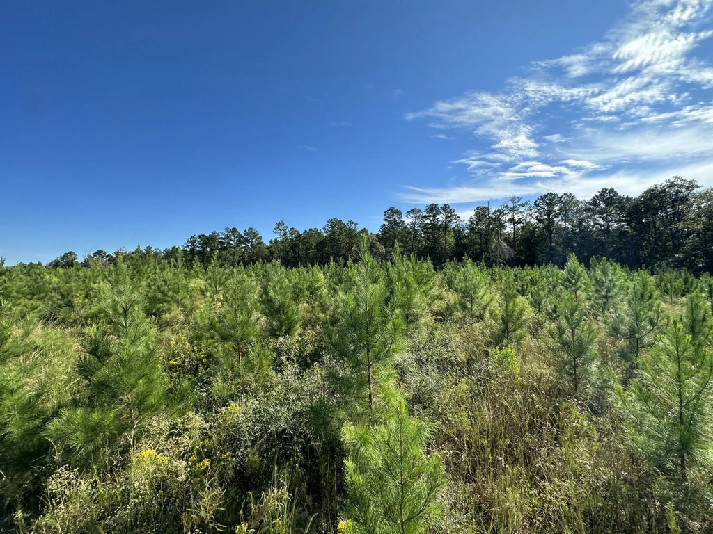 14 of 21 - Parcel L Buck Tyner Road, Laurel Hill, FL