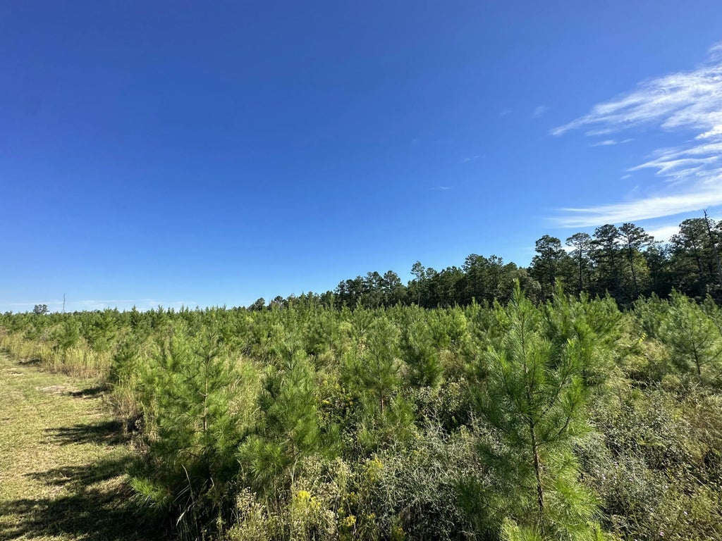 15 of 21 - Parcel L Buck Tyner Road, Laurel Hill, FL