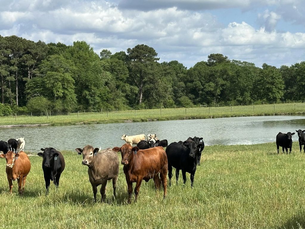 261.6 Ac Millside Road +/-, Laurel Hill