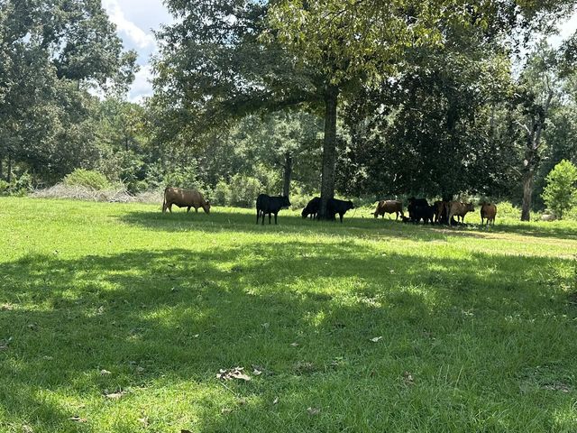 Photo of Listing #988108