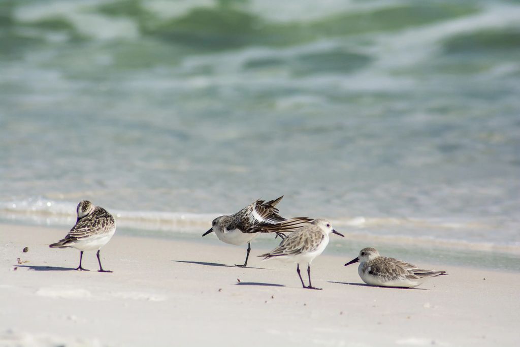 51 of 55 - 90 Emerald Beach Way, Santa Rosa Beach, FL