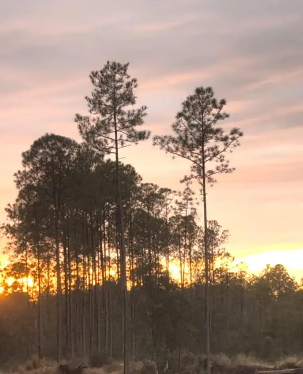 16 of 22 - 40 Acres Waverly Orchard Circle, Freeport, FL