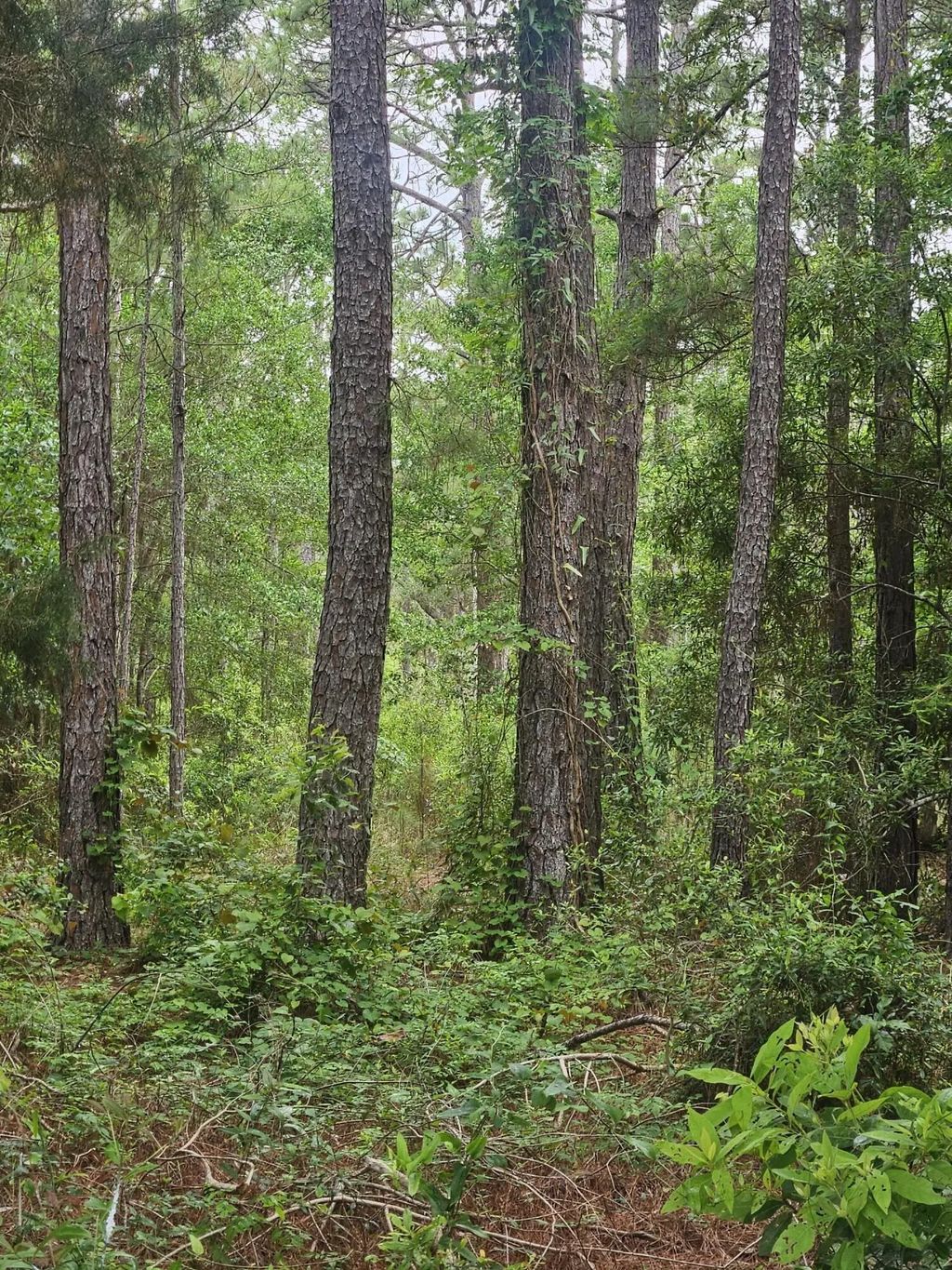4 of 7 - Lot #2 Dolphin Cove, Freeport, FL
