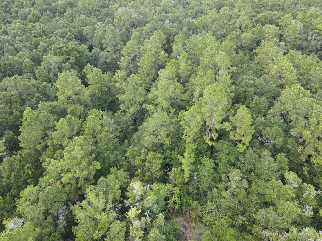 4.41 Ac Summertime Drive, Holt