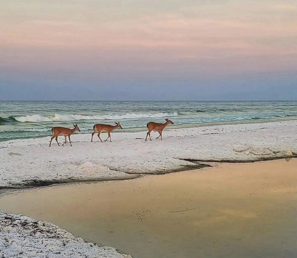 47 of 50 - 27 Anchor Rode Circle, Santa Rosa Beach, FL