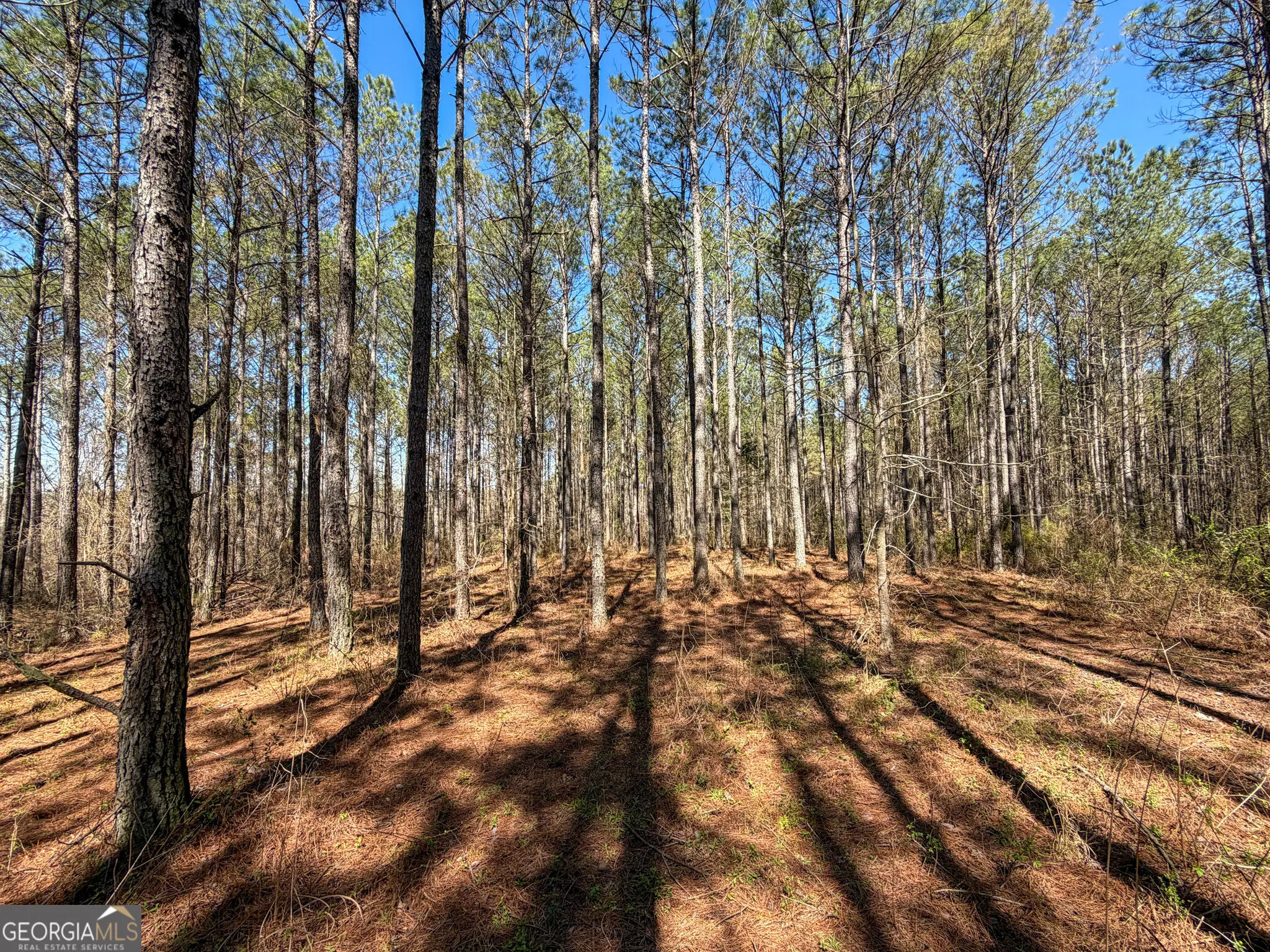 Photo of Listing #10851627