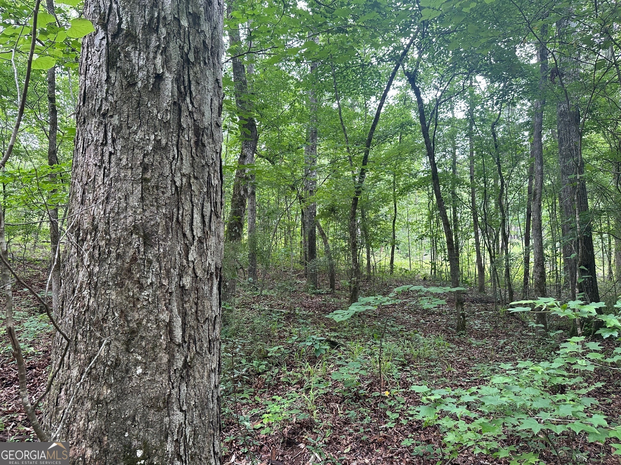 Photo of Listing #10554814