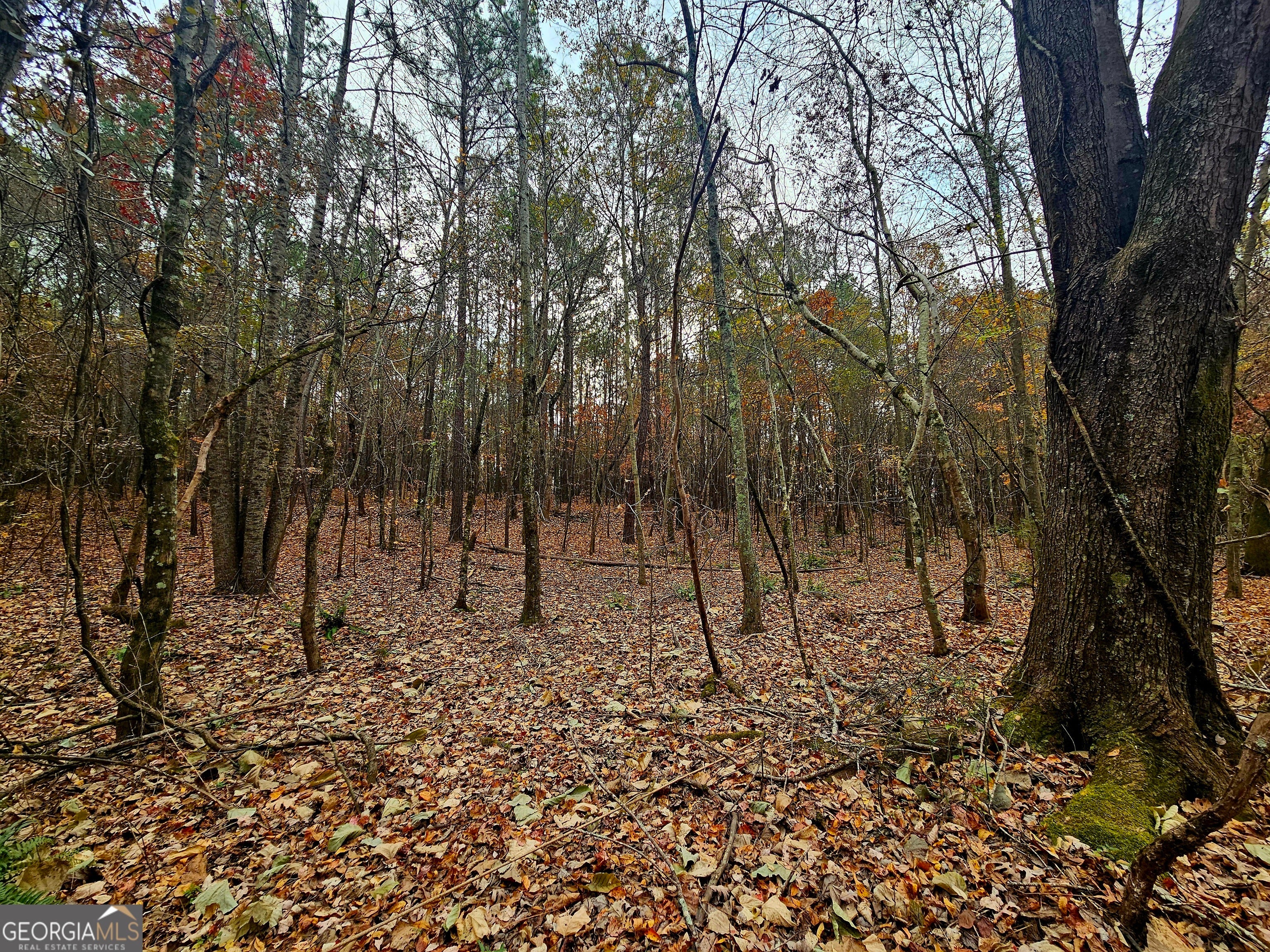 Photo of Listing #10646717