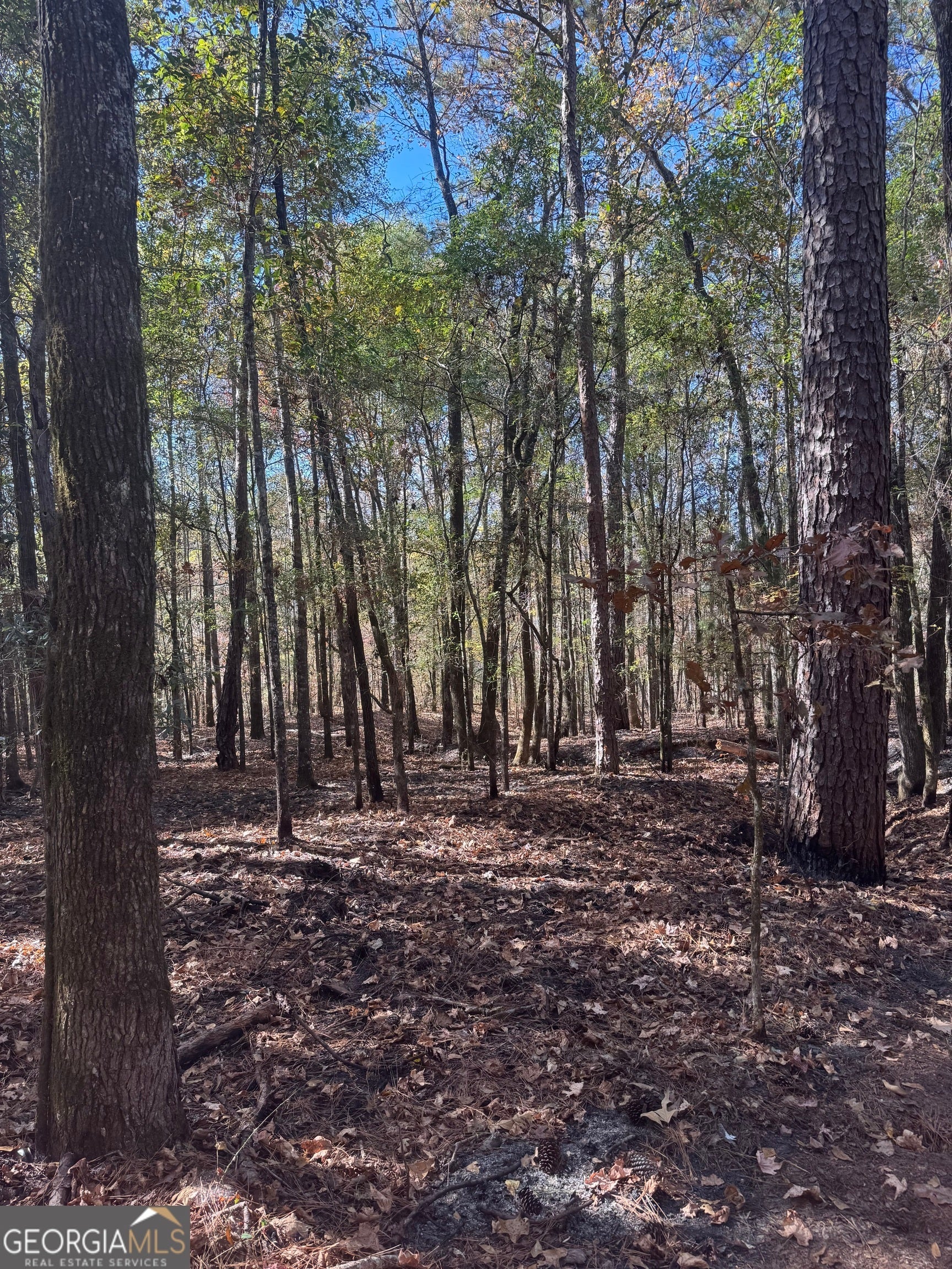 Photo of Listing #10648228