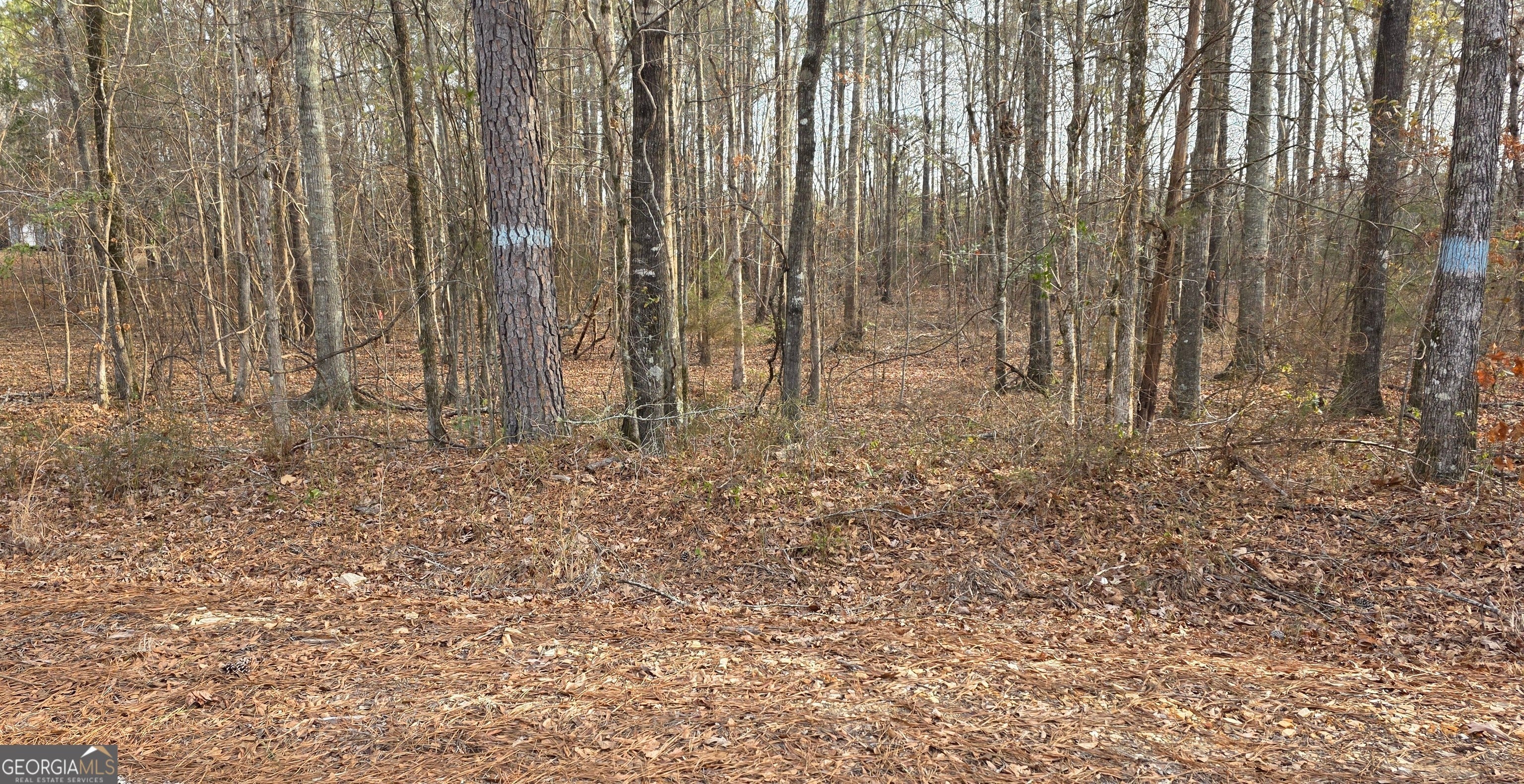 Photo of Listing #10684664