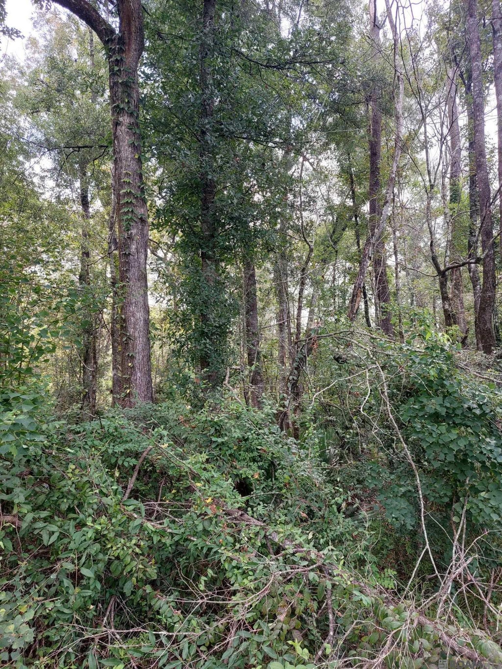 Old Winchester Dr, Denham Springs