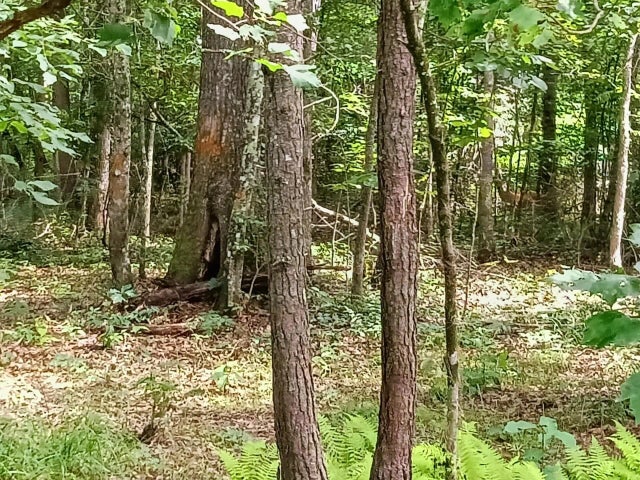 Photo of Listing #1516677