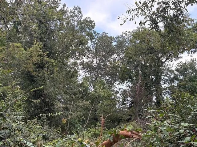 Photo of Listing #1521005