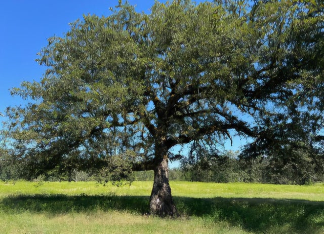 Farris Loop, Merryville