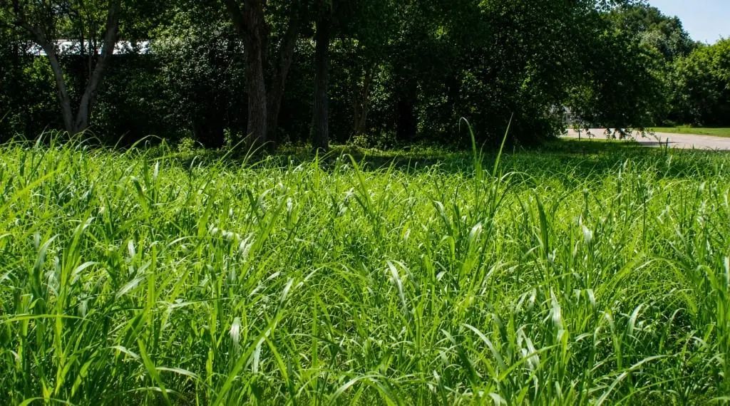 Lot 6 Sw Blk 1st Avenue, Waelder