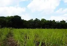 3.75 Acres 6 Lot Sub-divided Lots Corozal Free Zone, 