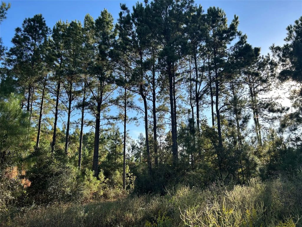 Tract 11 Fm 230, Lovelady