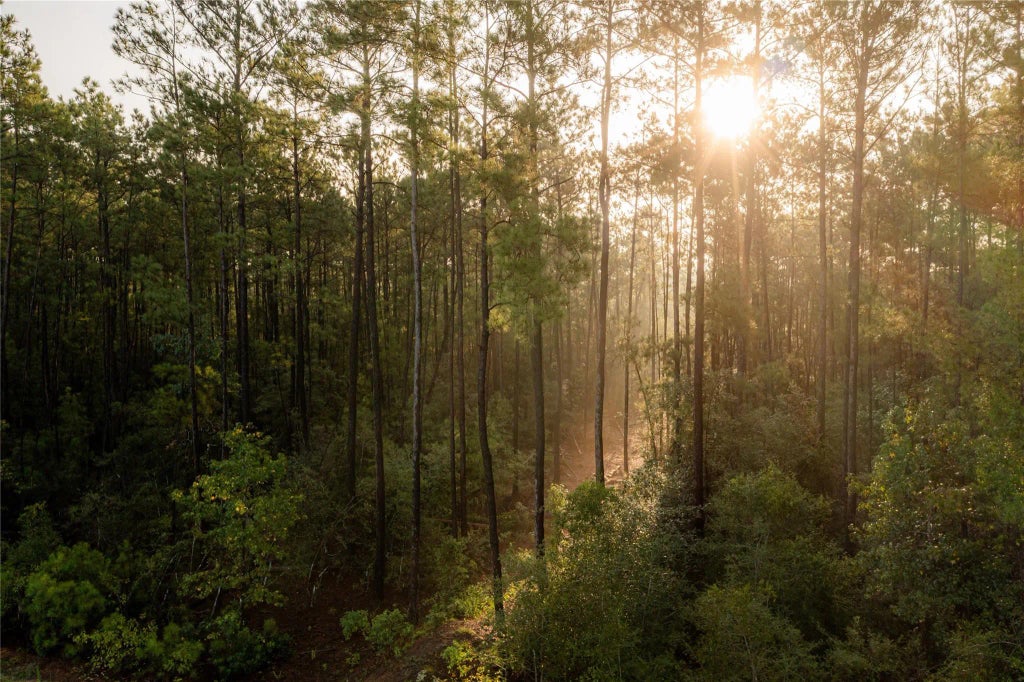 12038 Compassion Lane, Willis