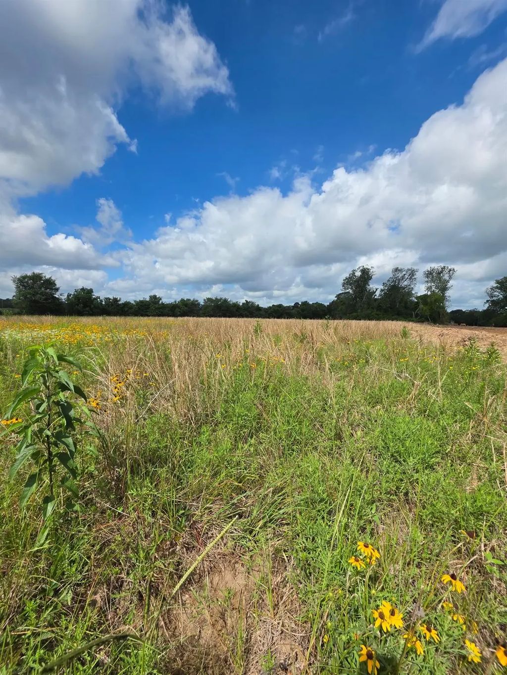Tbd Lot 15 County Road 201, Plantersville