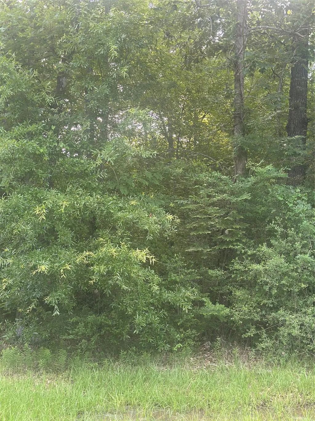 Tbd Knottypine, Livingston
