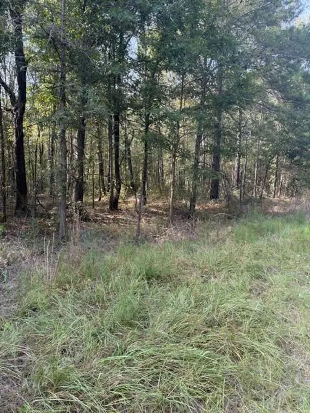 Wood Forest, Livingston