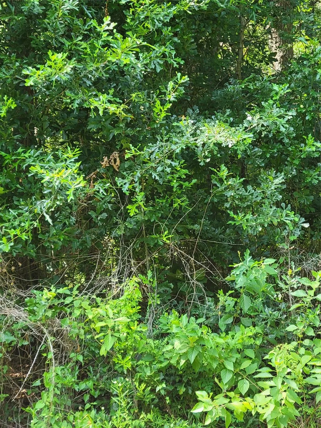 27735 Mid Lane, Splendora