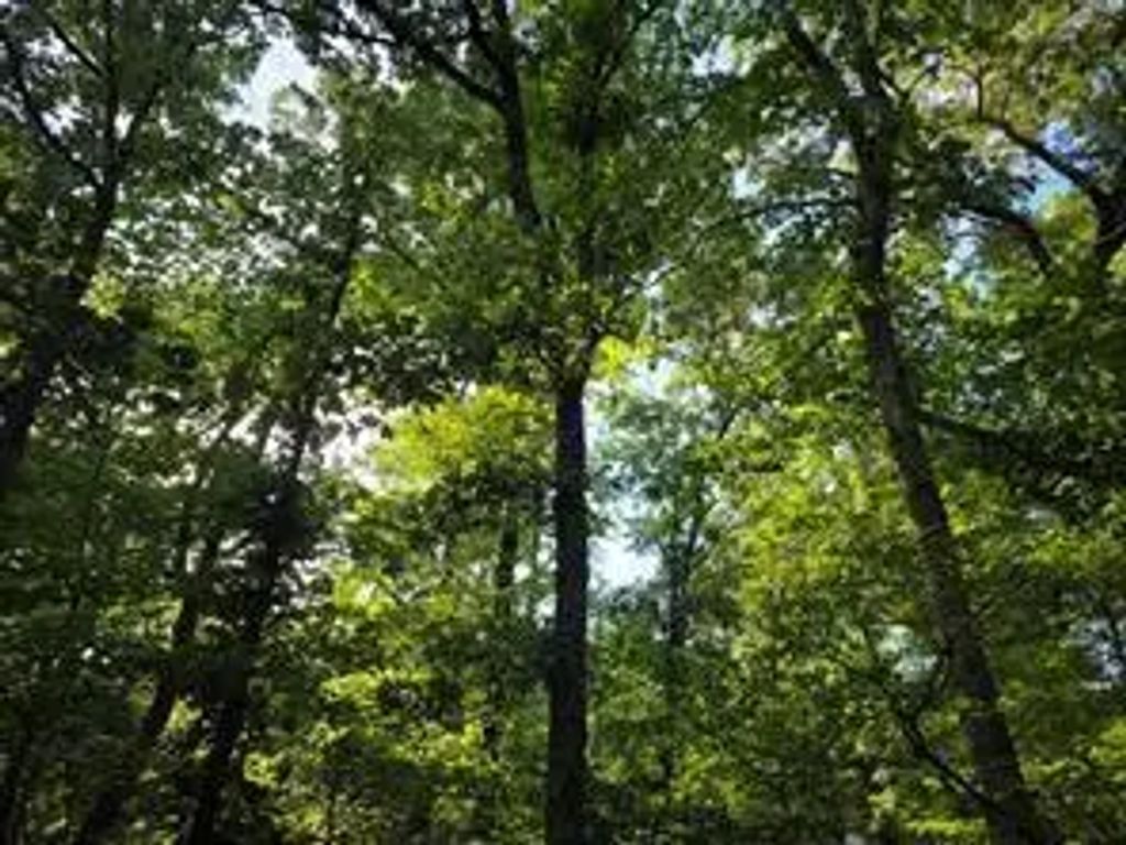 Timber Ridge, Larue