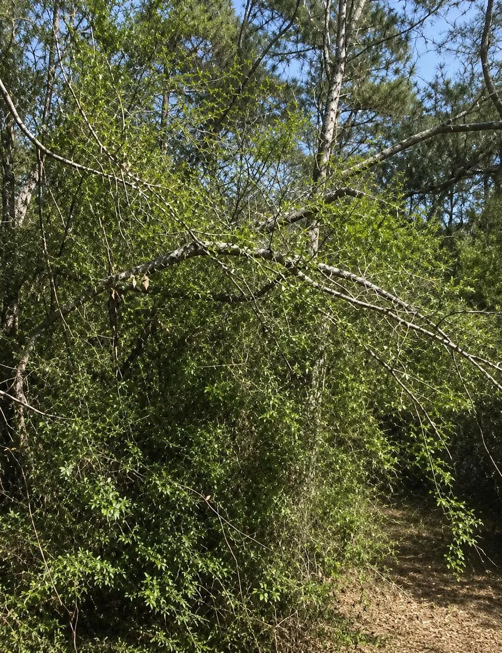 Klein Drive, Livingston
