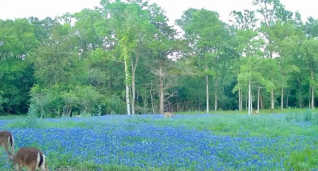 8318 Timber Bridge Lane, Chappell Hill