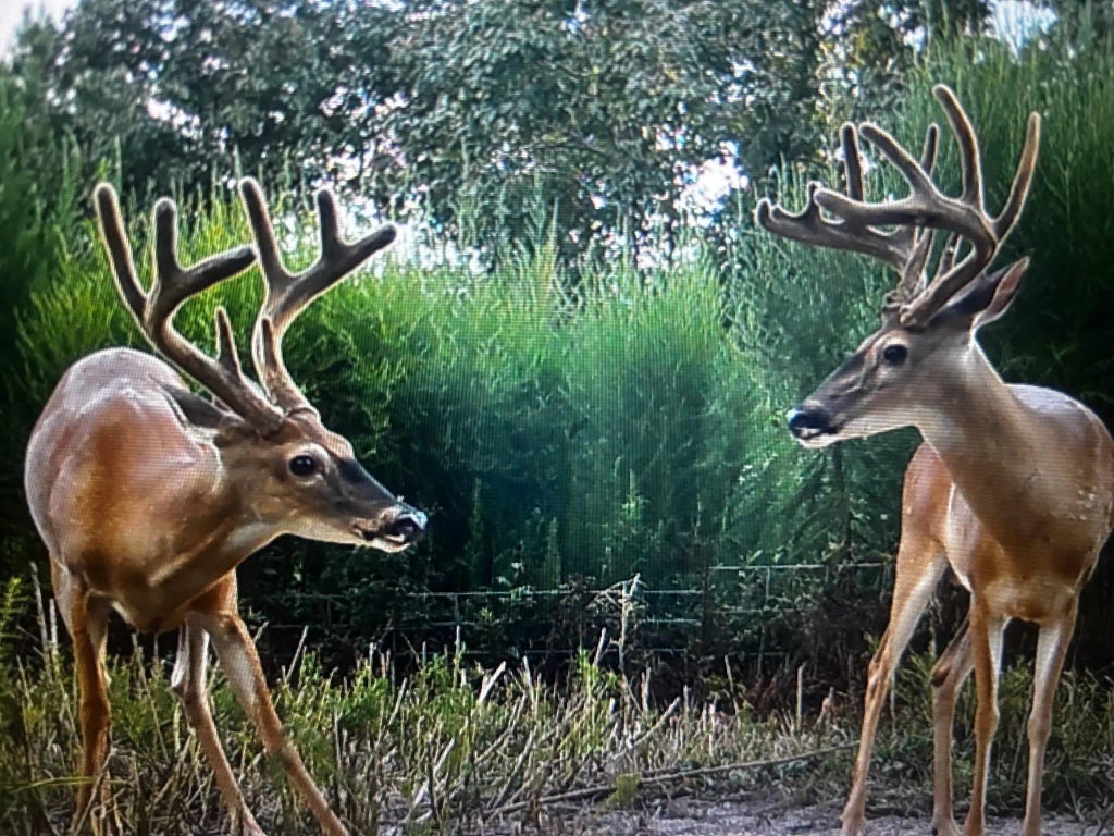 Tbd Off Fm 2781, Kennard