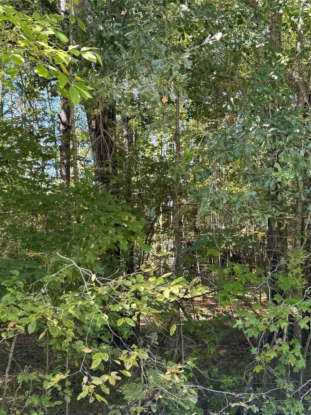 Caney Creek, Huntsville
