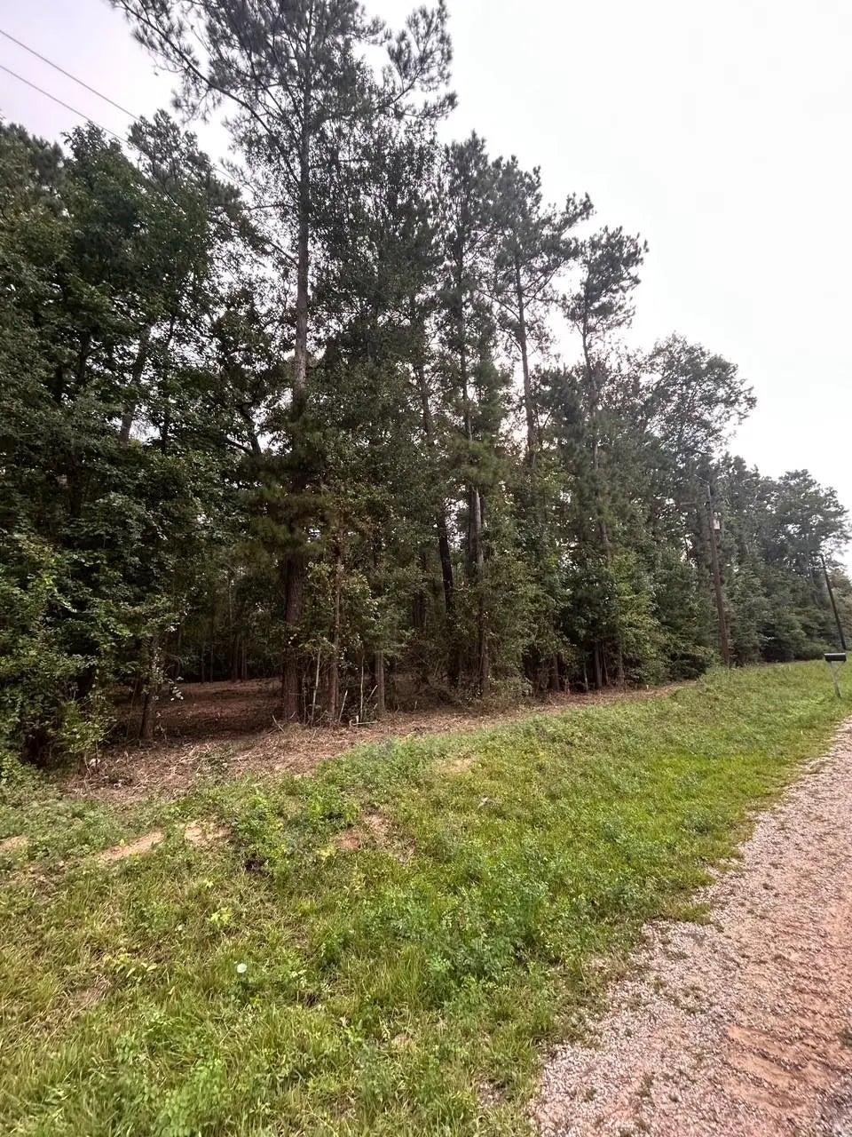 Wonderland Drive, Shepherd