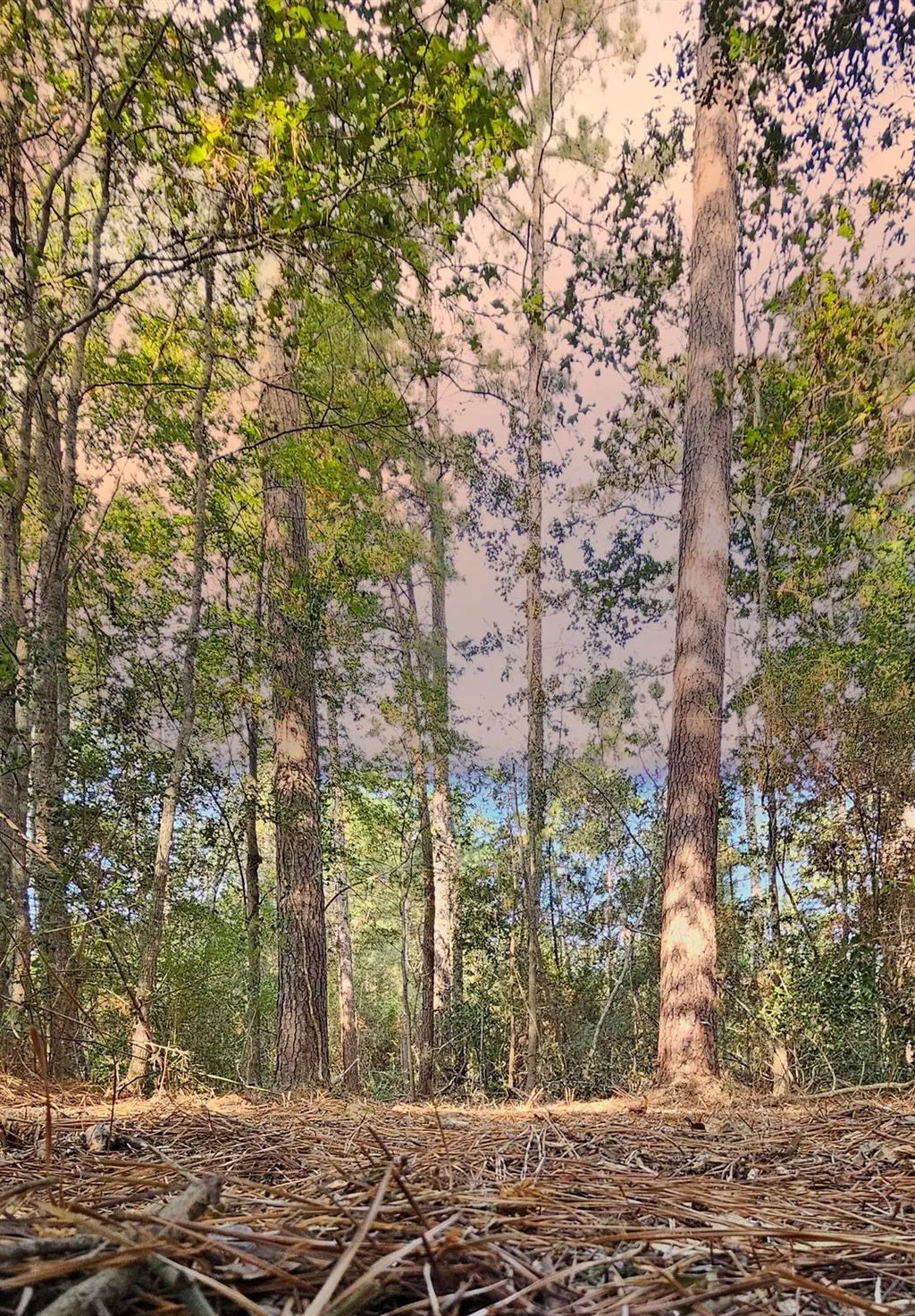 013 Gregory Lane, New Waverly