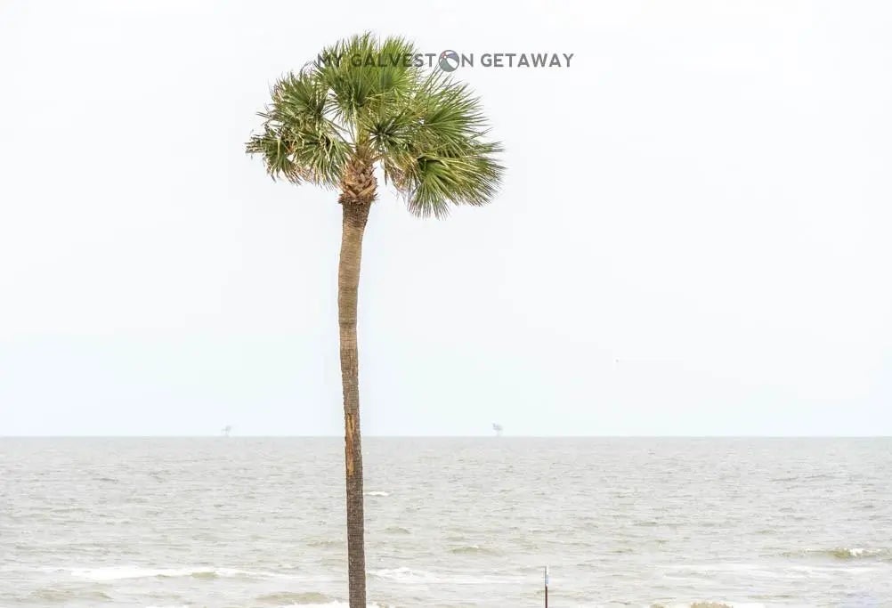 6300 Seawall Boulevard 9214, Galveston