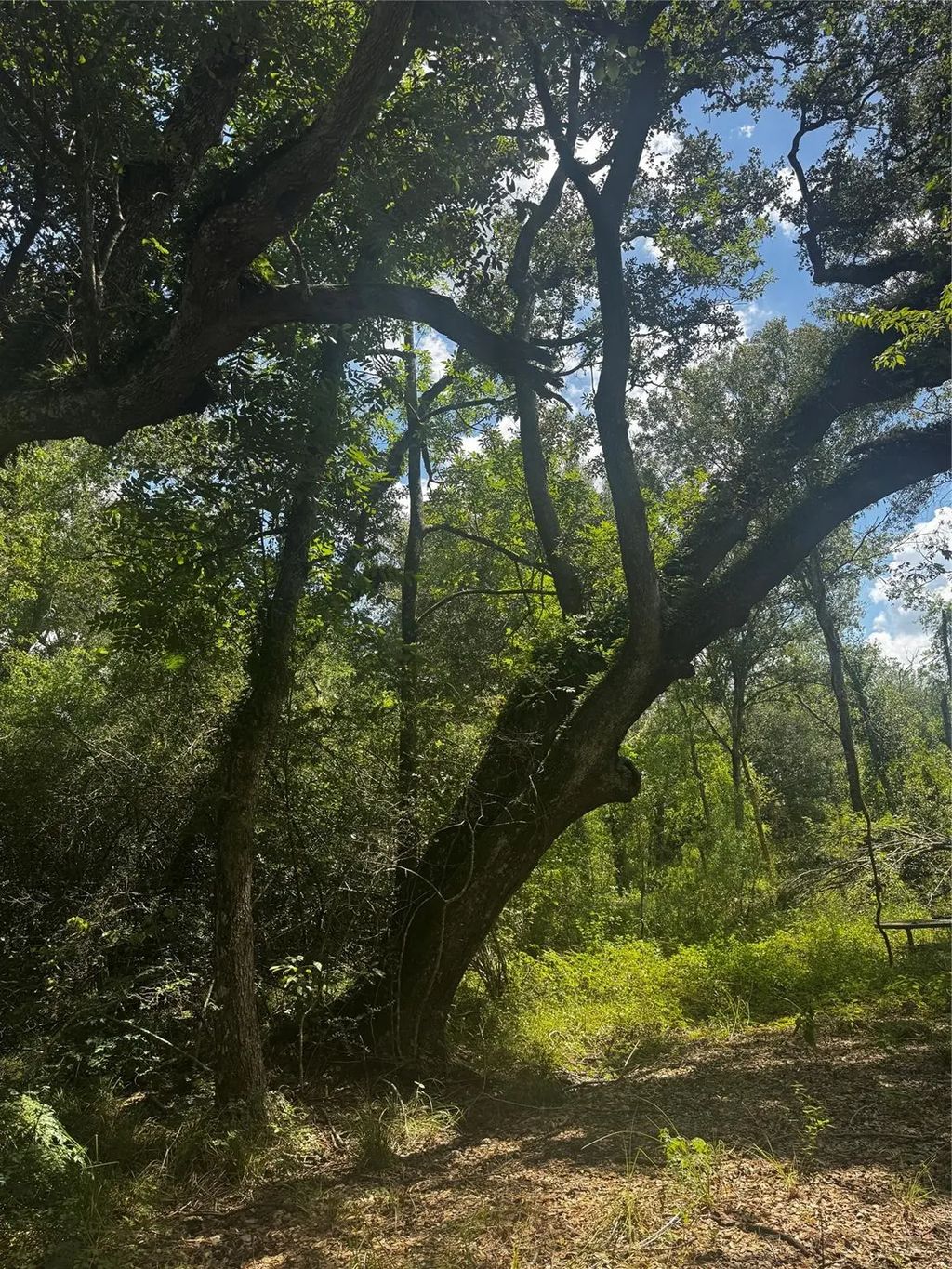 7800 A Brazos River Road, Damon