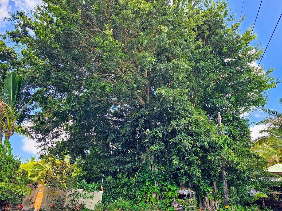 Kaiwihala Pl in KALAPANA SEA VIEW ESTATES MLS® 704301 For Sale