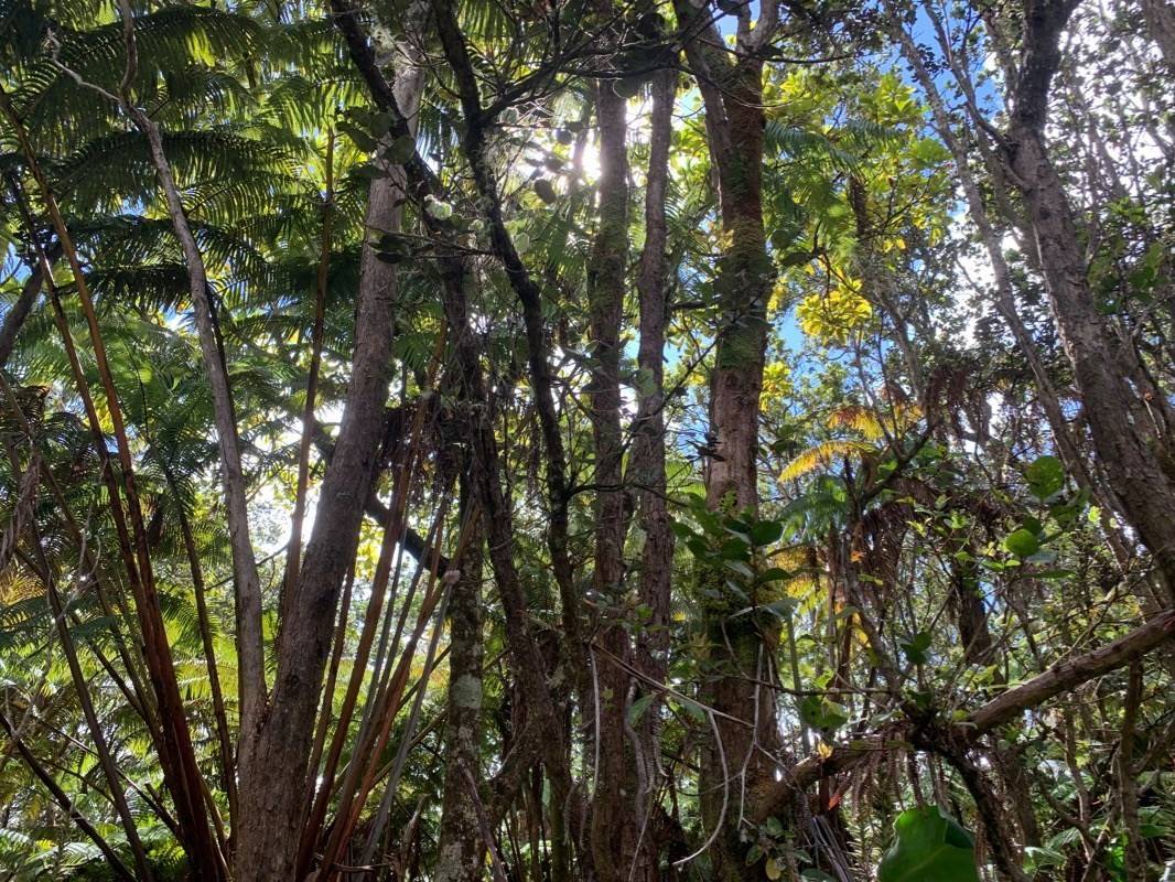 Ala Ohia St in OHIA ESTATES MLS® 705304 For Sale 50,000 in Puna, Hawaii