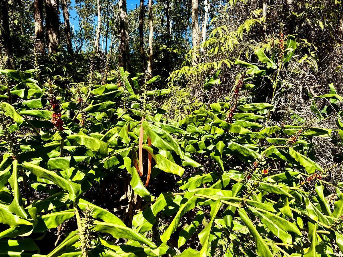 9th St in MAUNA LOA ESTATES MLS® 707056 For Sale 55,000 in Puna, Hawaii