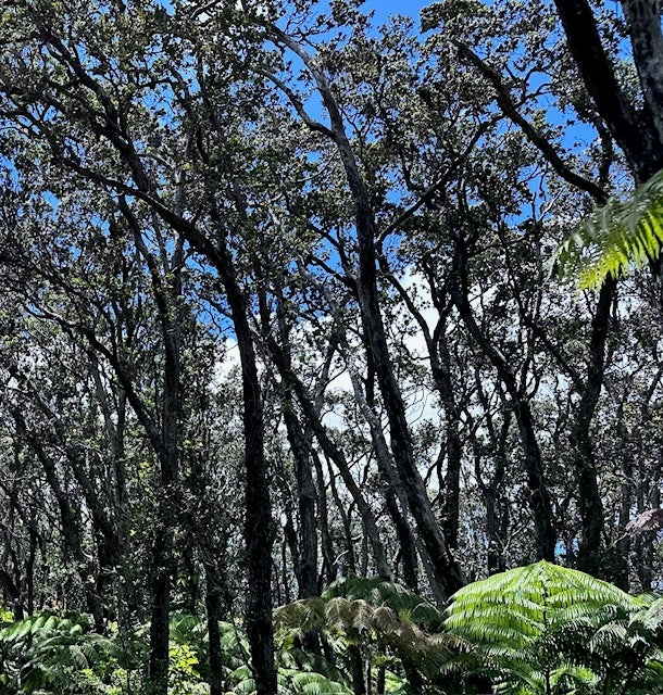 Photo of Listing #721728