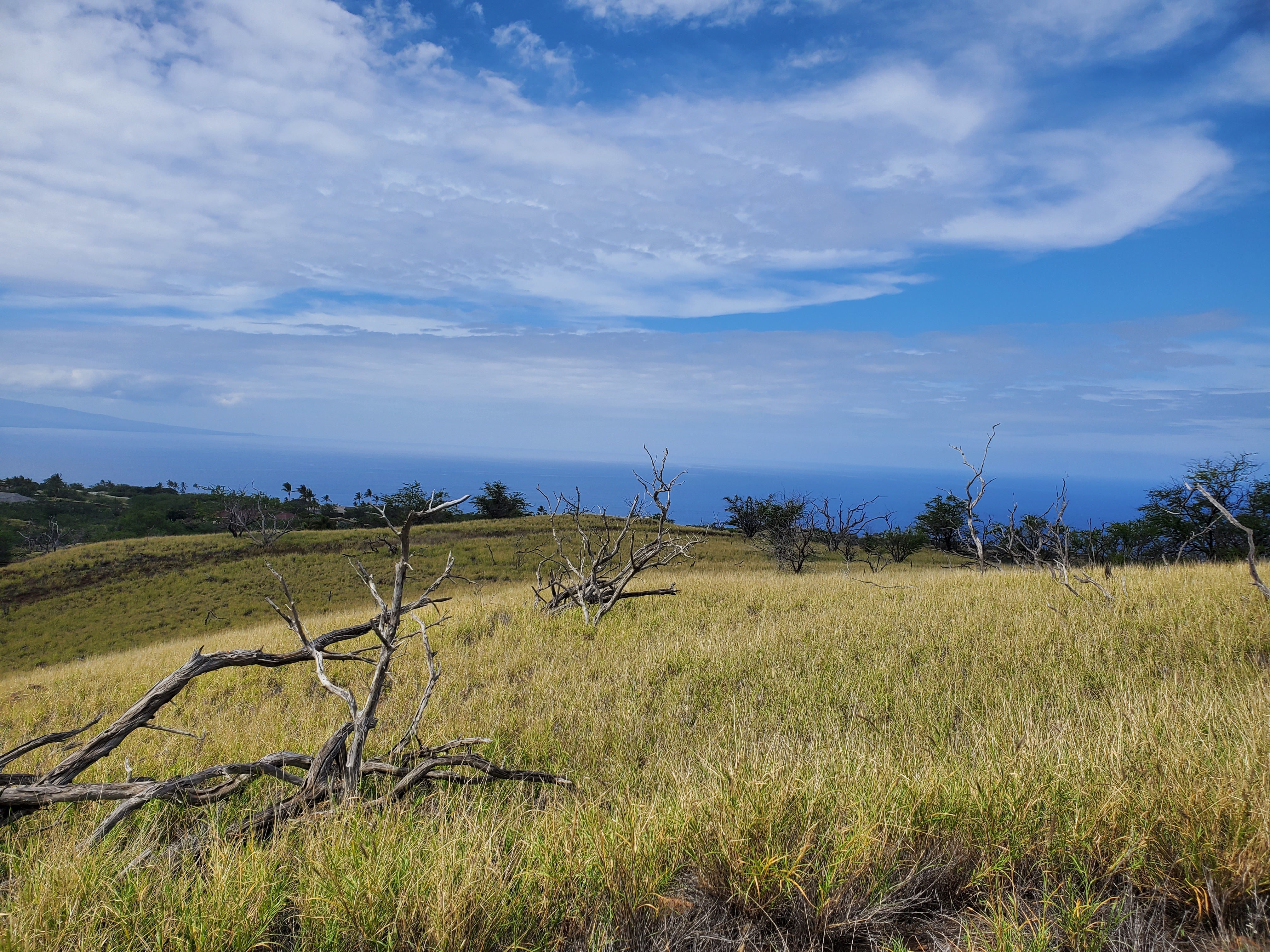 Photo of Listing #726516