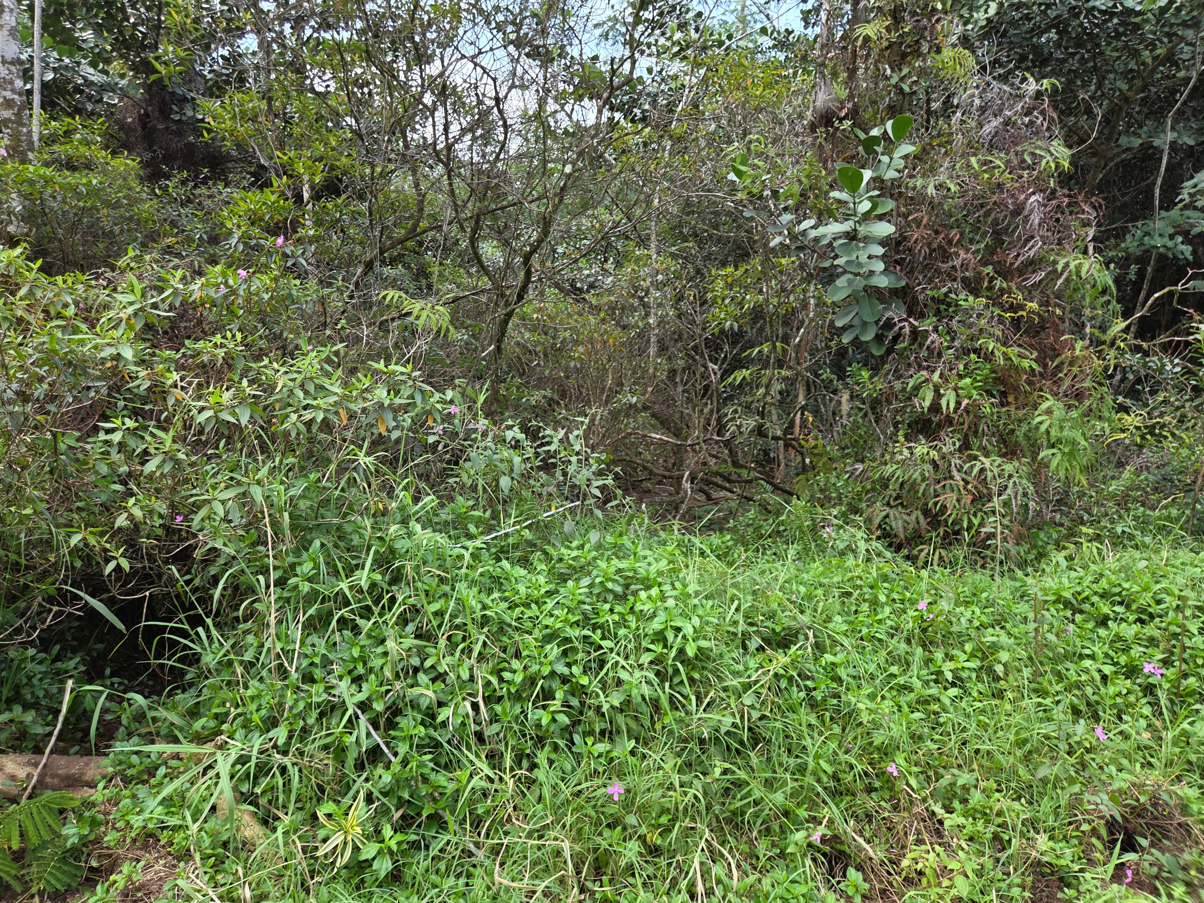 Photo of Listing #727799