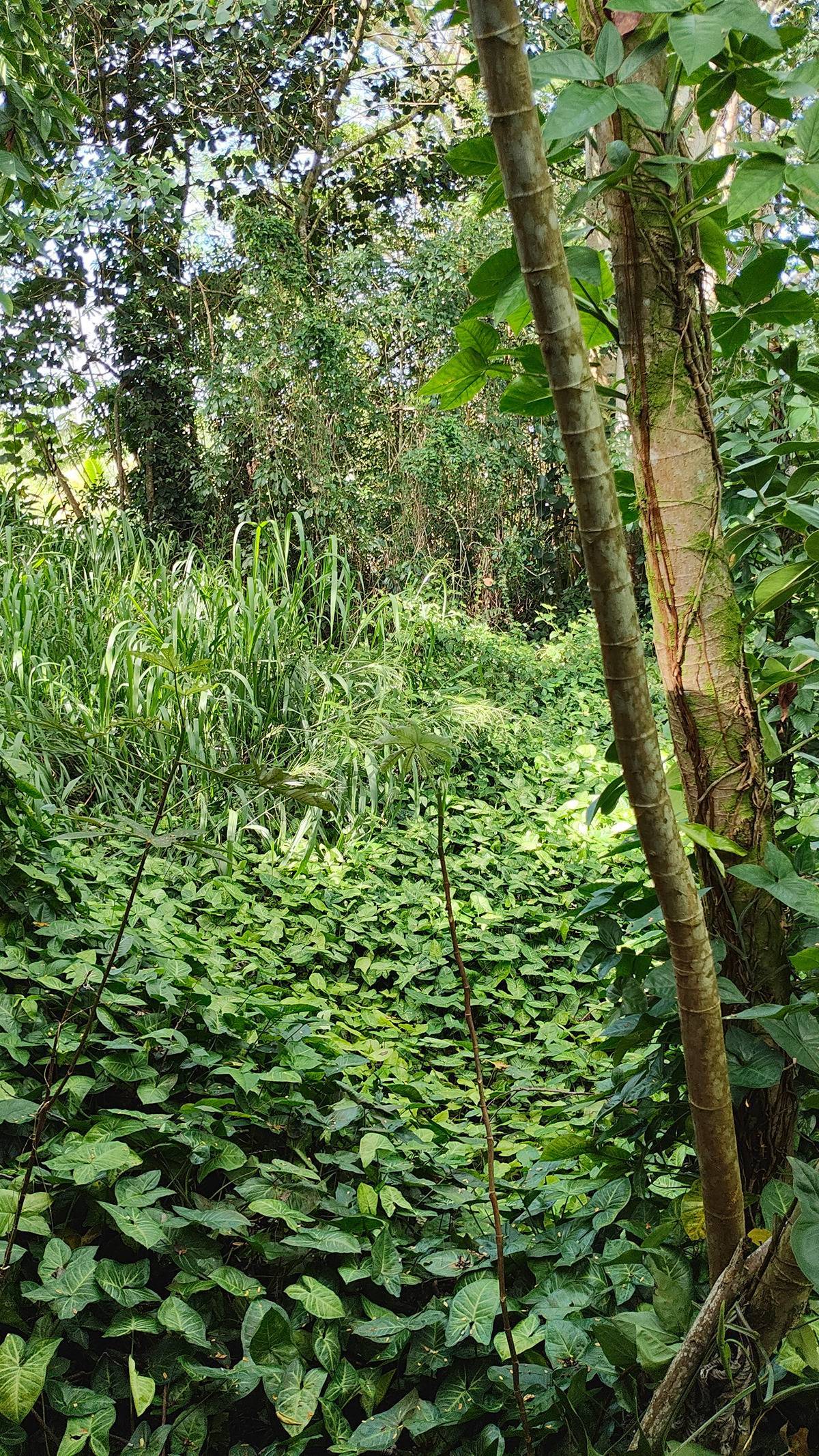 161321 Pohaku Circle in HAWAIIAN PARADISE PARK MLS® 704194 For Sale