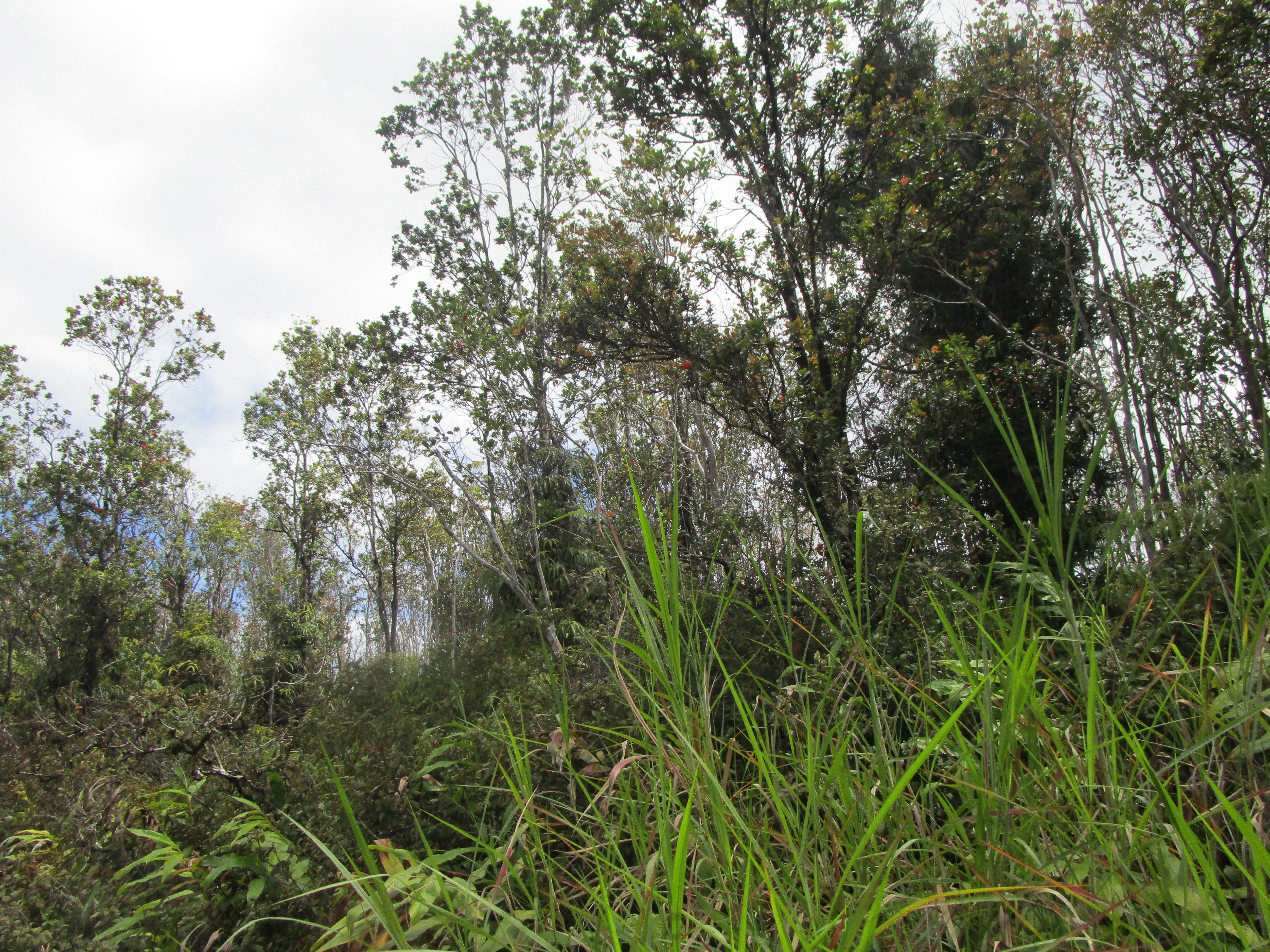 Photo of Listing #721257