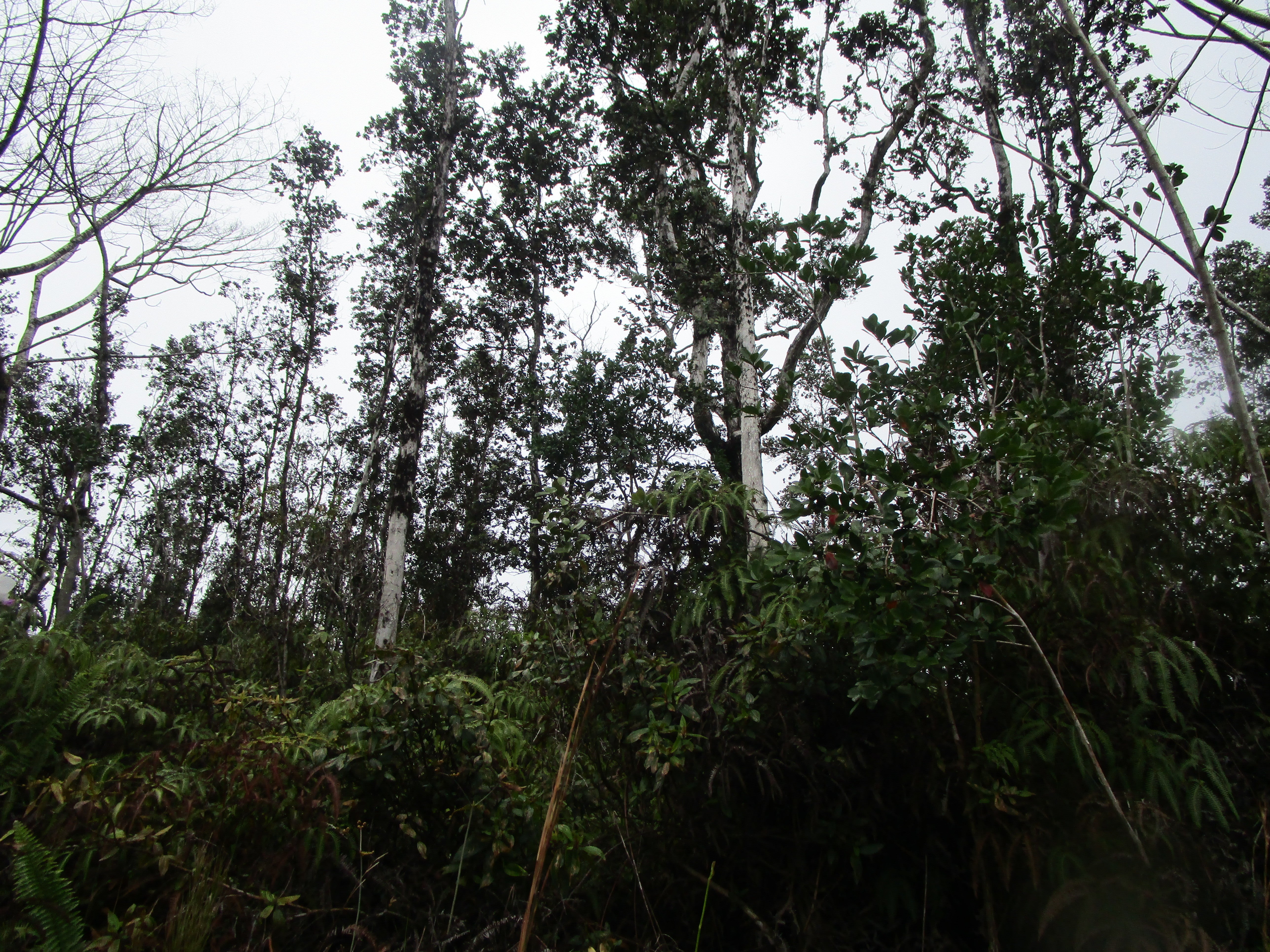 Photo of Listing #724377