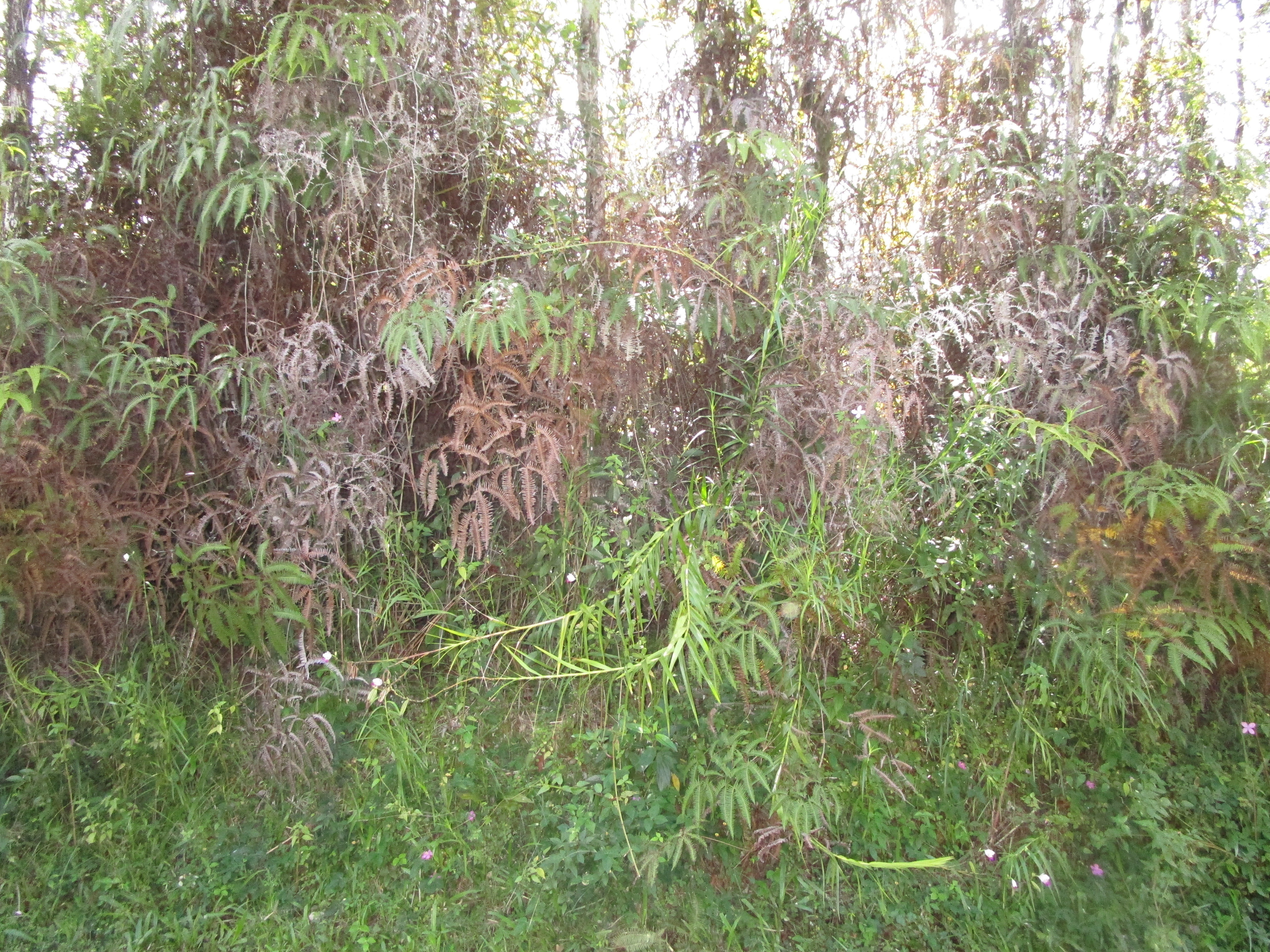 Photo of Listing #724499