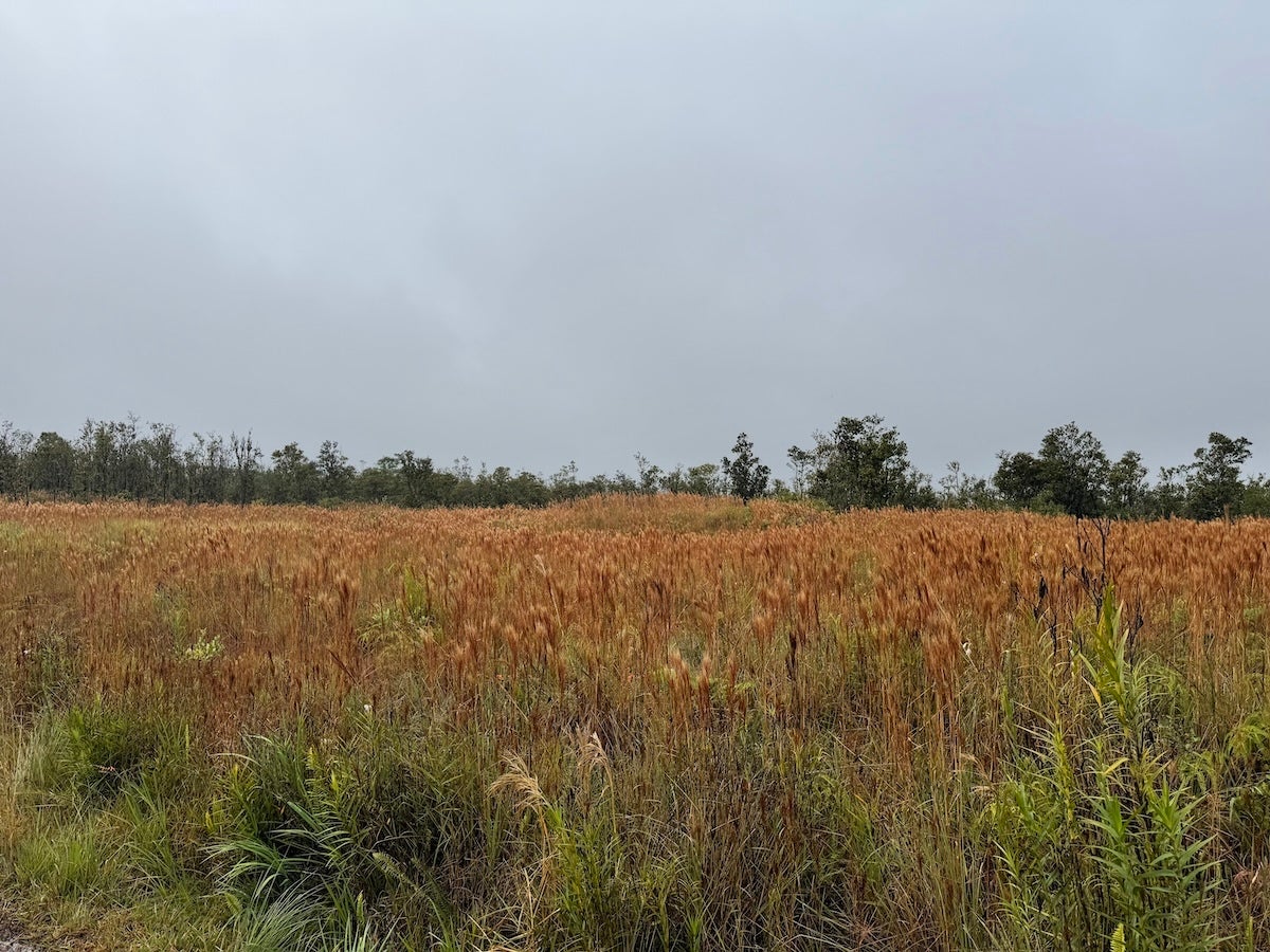 Photo of Listing #726710