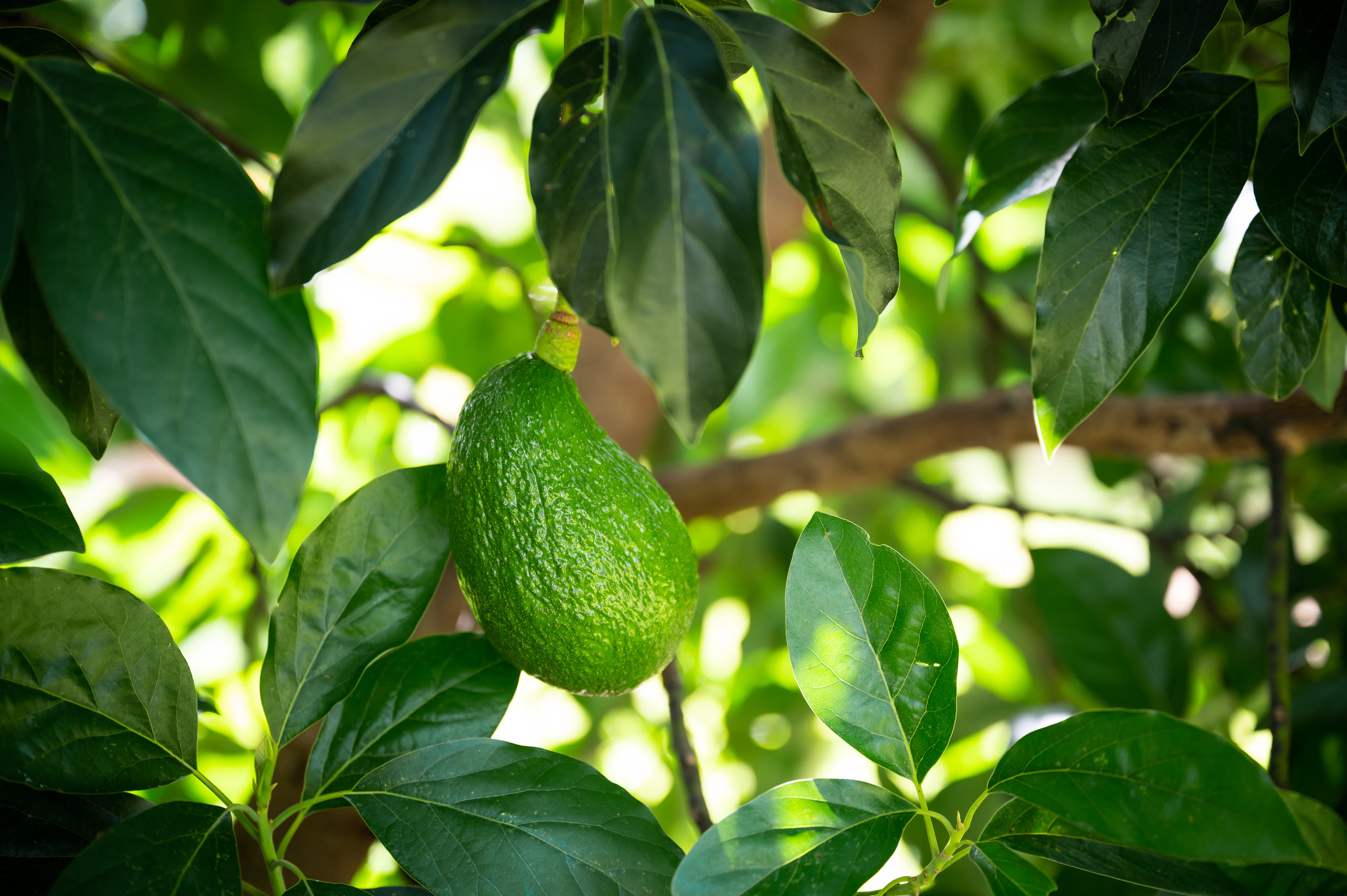 Photo of Listing #712352