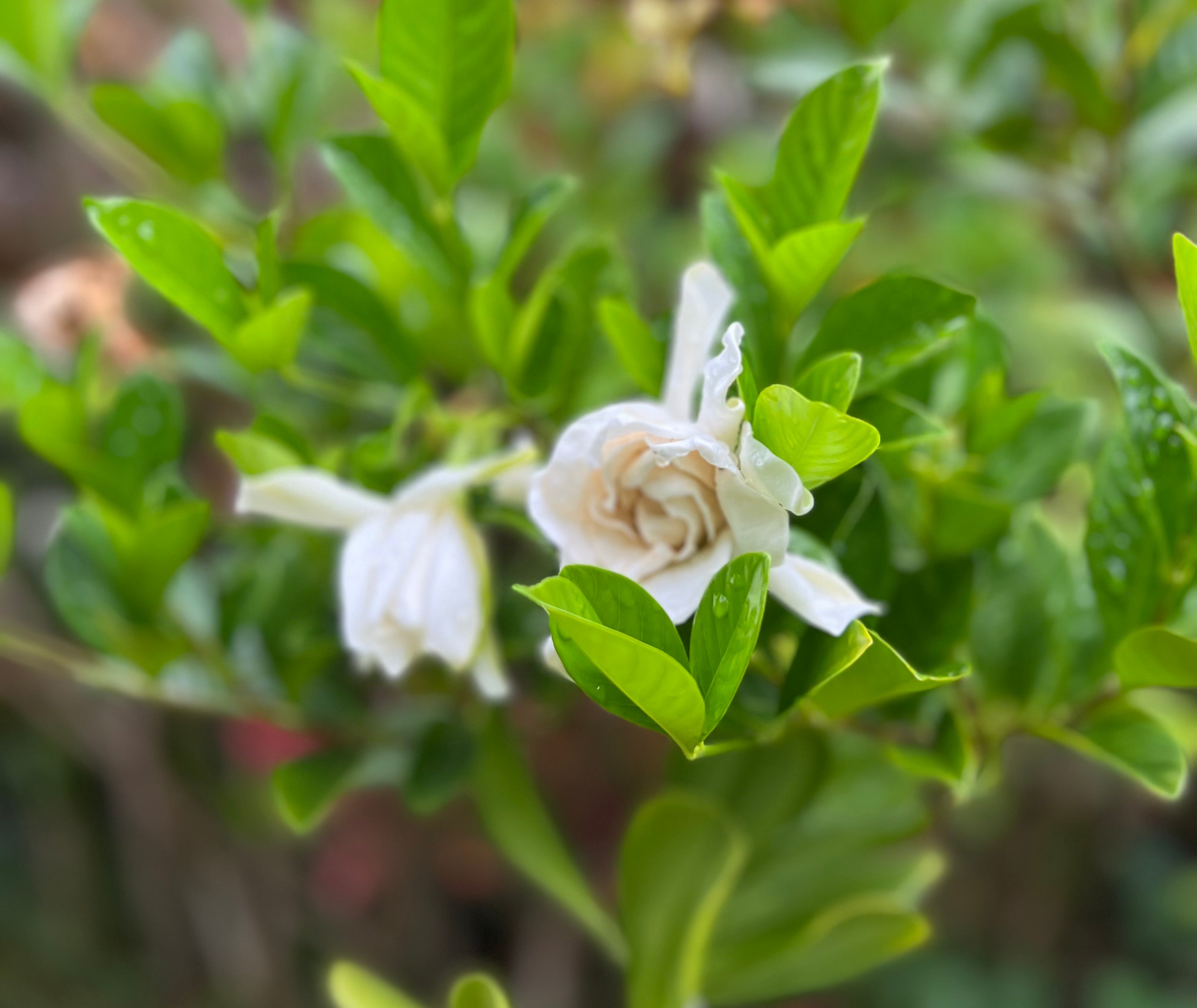 Photo of Listing #717844